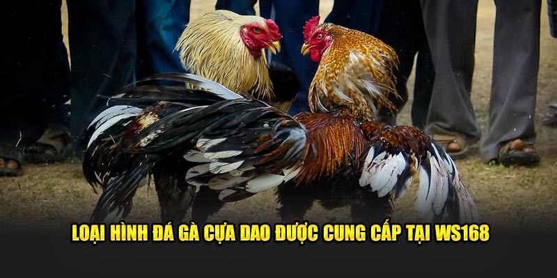 Loại hình đá gà cựa dao được cung cấp tại WS168