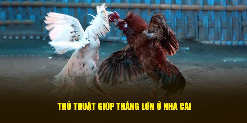 Thủ thuật giúp thắng lớn ở nhà cái
